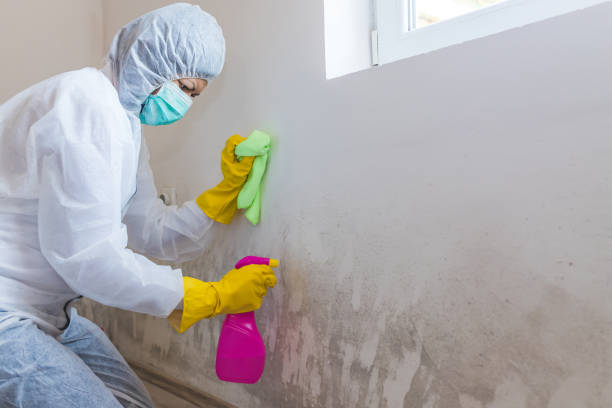 Best Comprehensive Air Testing for Mold Contaminants  in New Braunfels, TX