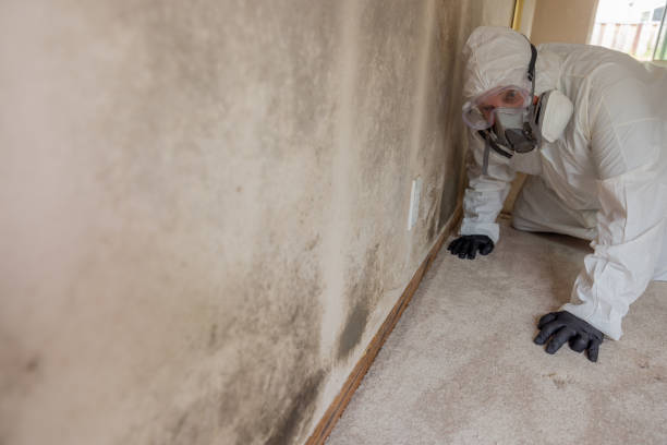 Forensic Mold Investigation in New Braunfels, TX